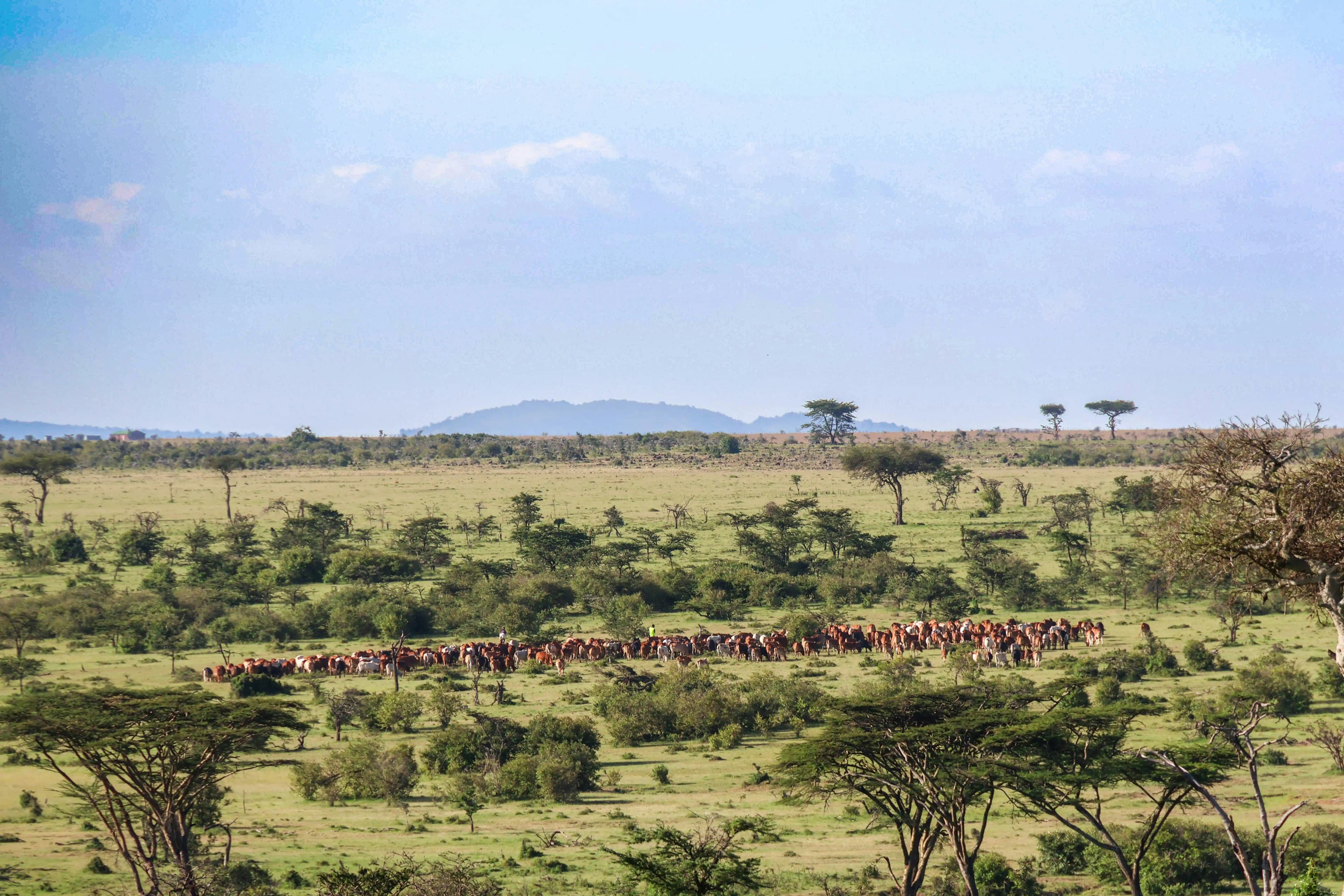 Pastoral landscape with cattle